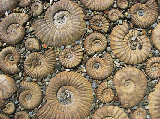 How A Fossil Forms