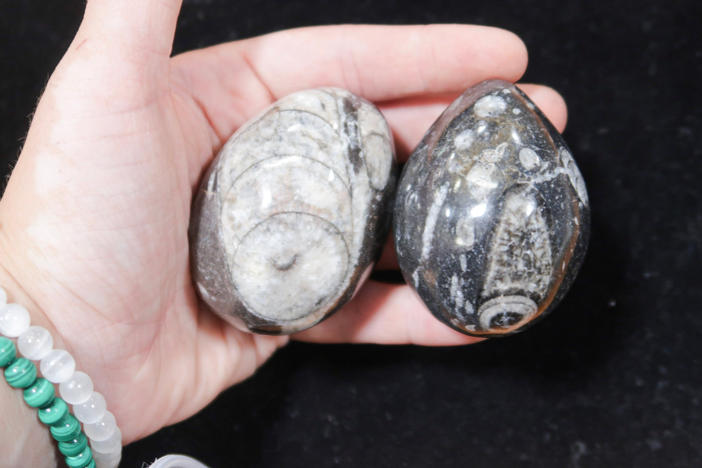1 Pc Orthoceras Fossil Egg