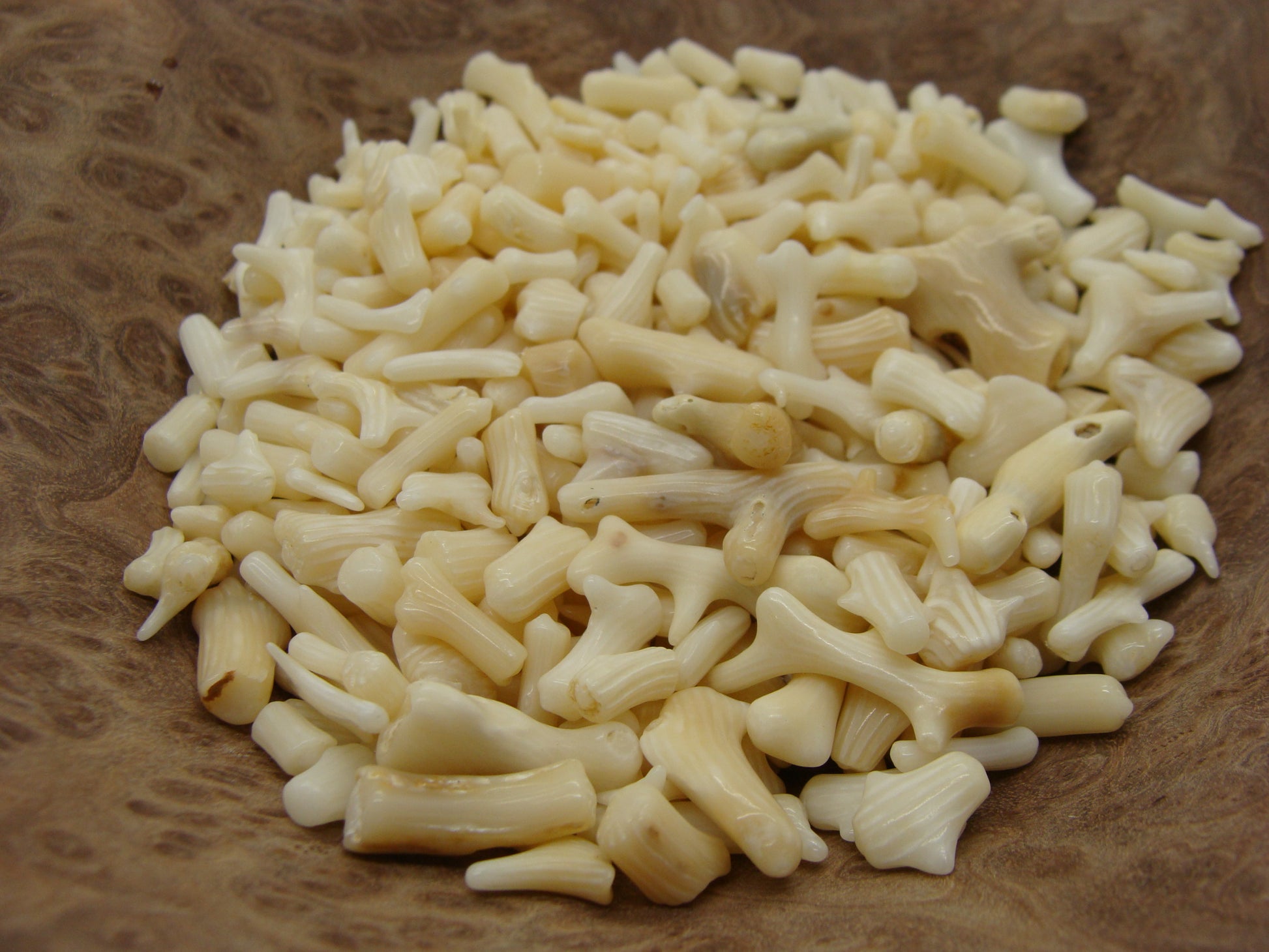 Bamboo Coral