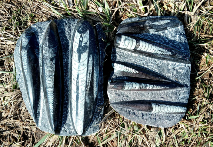 Fossils