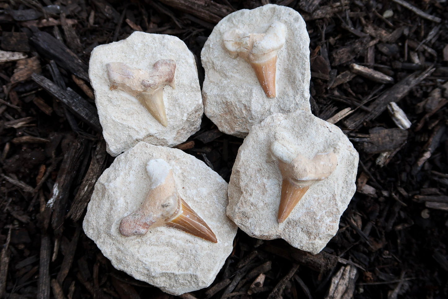 Fossilized Shark Tooth on Rock - 4 Pc Lot
