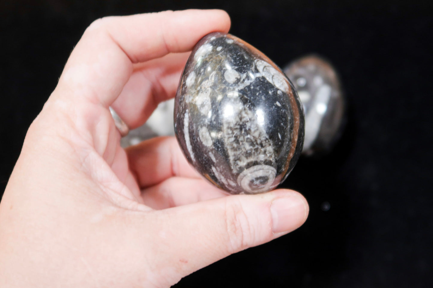 1 Pc Orthoceras Fossil Egg