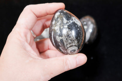 1 Pc Orthoceras Fossil Egg