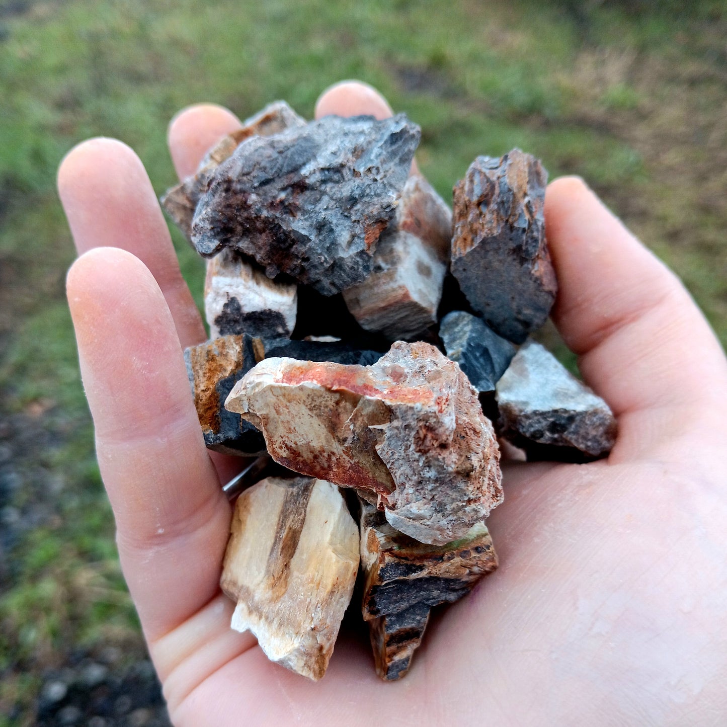 Rough Petrified Wood - Size Small