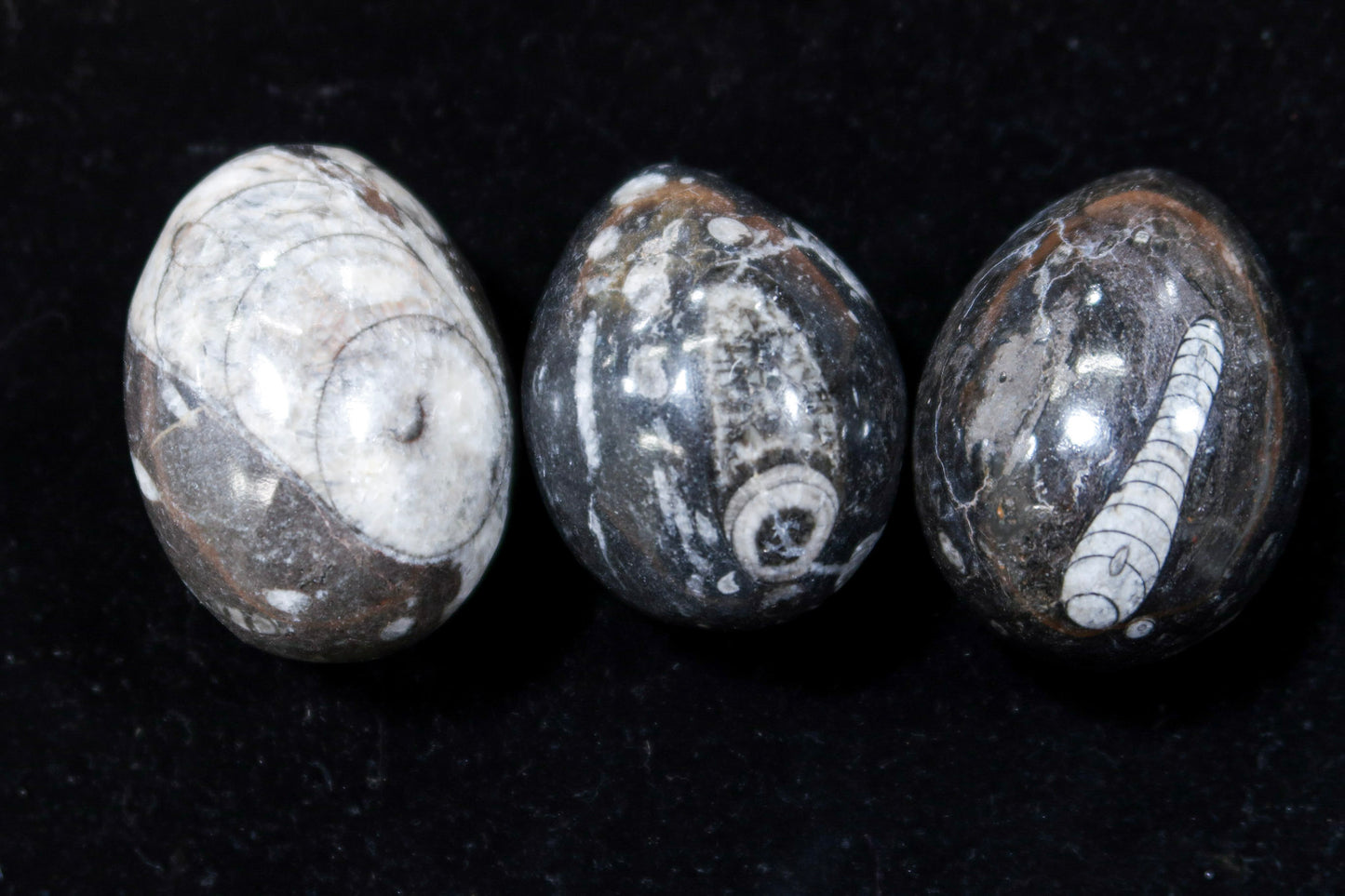 1 Pc Orthoceras Fossil Egg