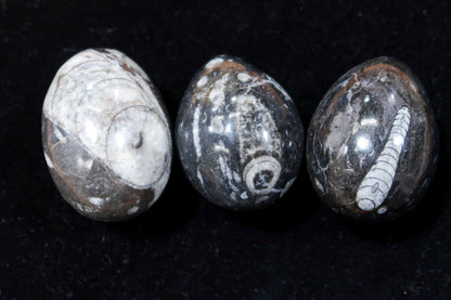 1 Pc Orthoceras Fossil Egg