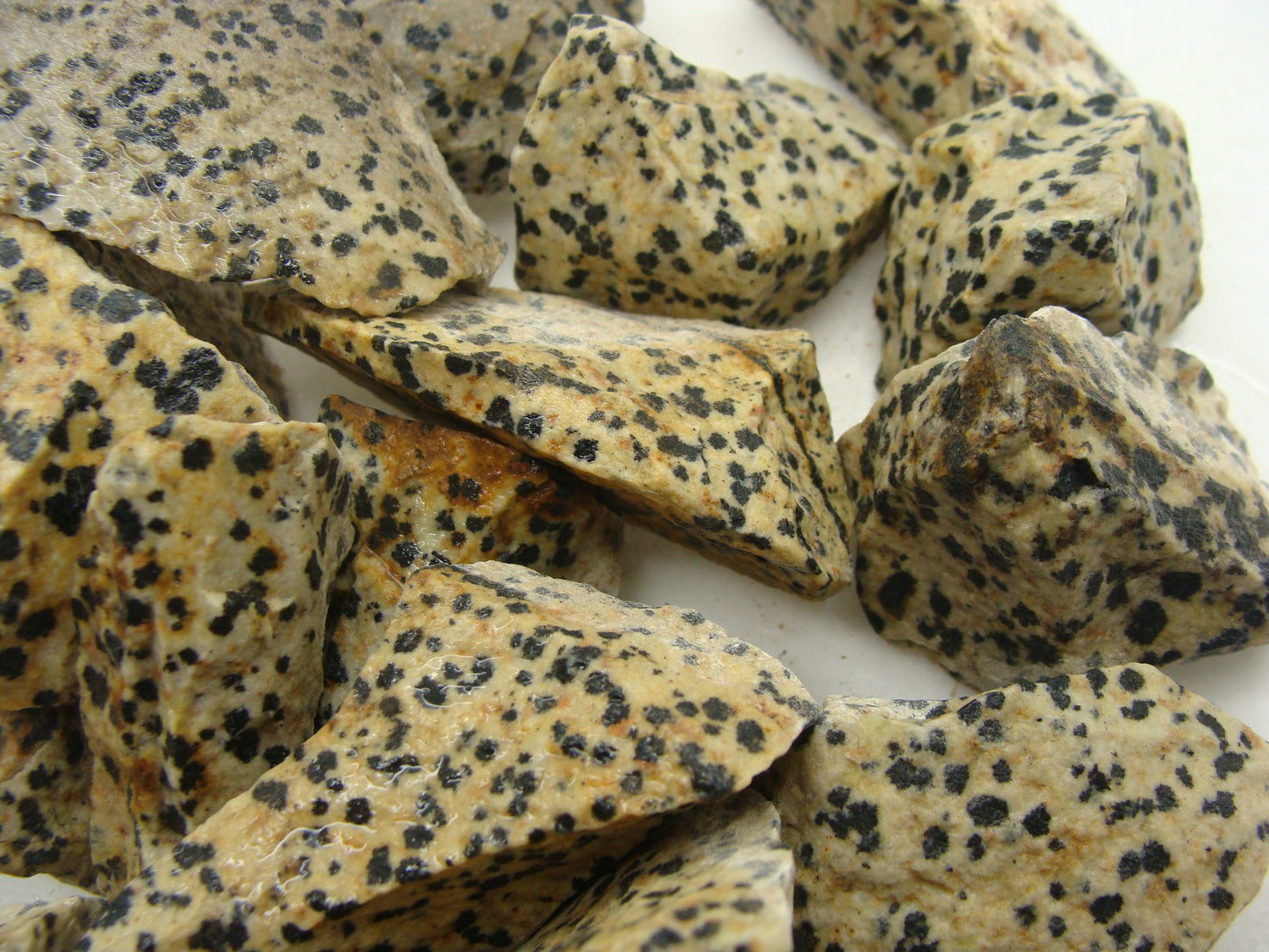 CLEARANCE: Rough Jasper, Dalmatian - 1 LB, Size Small