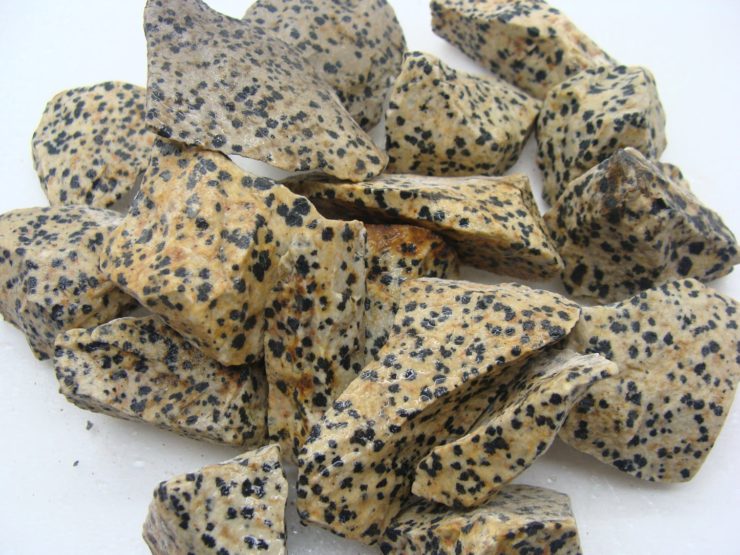 CLEARANCE: Rough Jasper, Dalmatian - 1 LB, Size Small