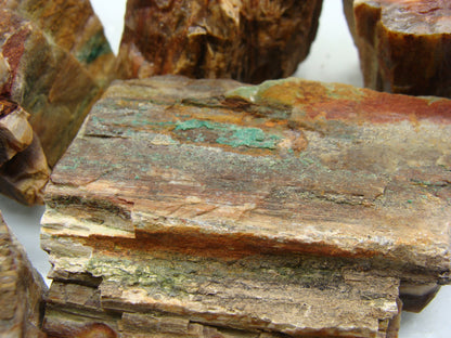 Tumble Mix Rough  -  Petrified Wood