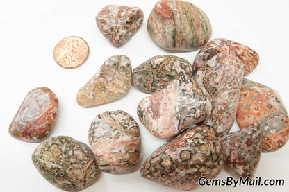 Leopardskin Jasper Polished