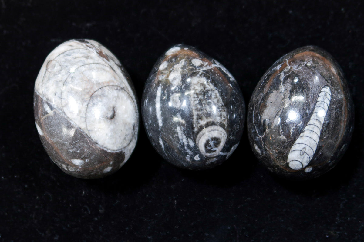 Three polished gemstone beads featuring natural fossil inclusions, displayed on a black background. The beads show a mix of white, gray, and dark brown/black mineral patterns, including a prominent ammonite shell on the rightmost bead.