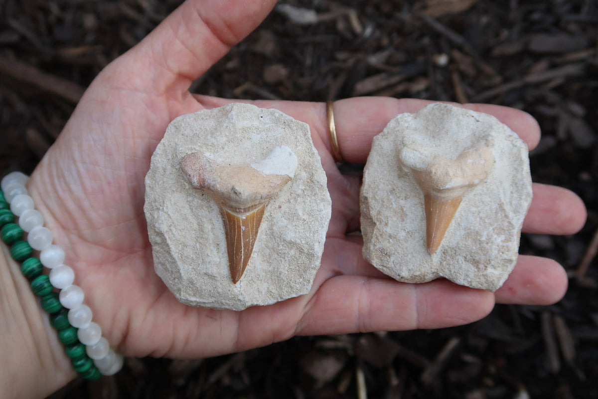 Two prehistoric shark tooth fossils embedded in light beige rock slabs, held in a person's hand against a dark mulch background.