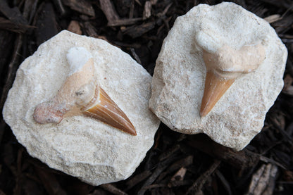 Two natural shark tooth fossils embedded in light beige stone slabs, displayed on dark wood mulch.
