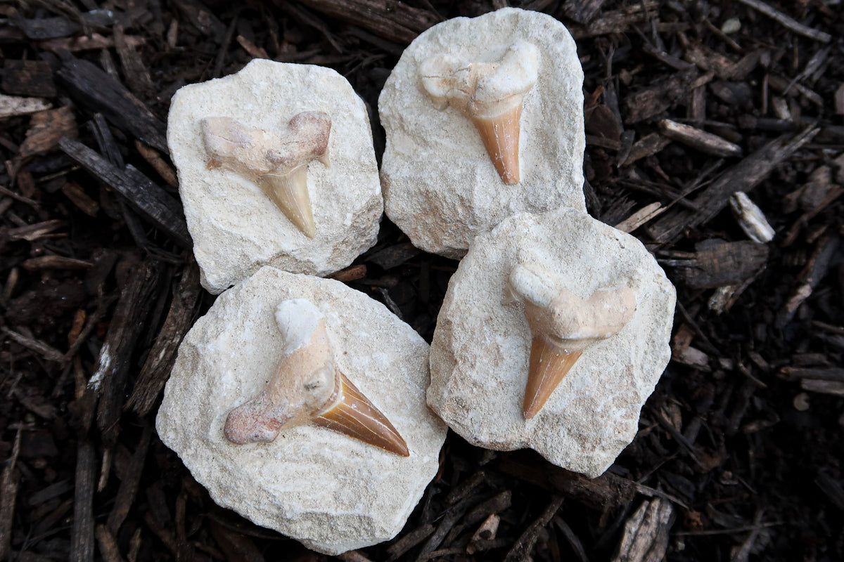 Four shark teeth fossils embedded in rough light gray stone slabs, arranged on dark wood mulch.