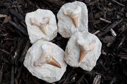 Four shark teeth fossils embedded in rough light gray stone slabs, arranged on dark wood mulch.
