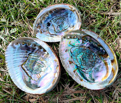 Natural Abalone Shells - 1 Piece